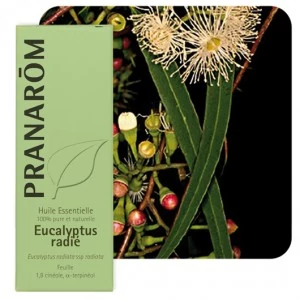 Eukaliptusz Radiata illóolaj (Eucalyptus Radiata), 10 ml